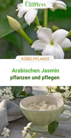 Как вы ухаживаете за пальмой арека на улице?