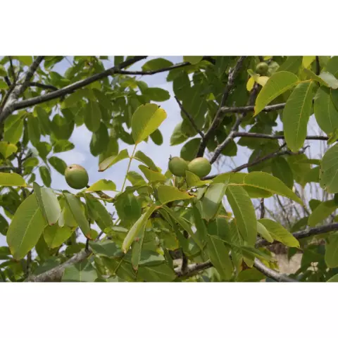 Удачная пересадка грецкого ореха: советы