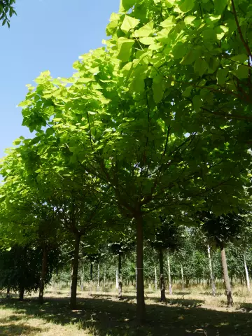 Ветви моей катальпы внезапно засыхают. Что делать?