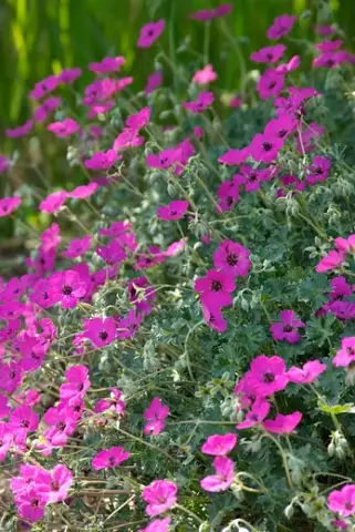 Растения: 10 красочных дуэтов