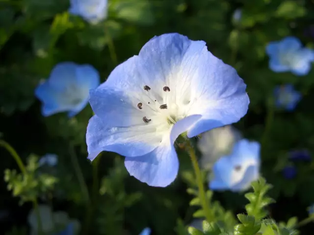 Немофила (Nemophila): как вырастить и ухаживать за ней