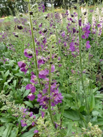Коровяк финикийский 'Violetta' (Verbascum phoeniceum)