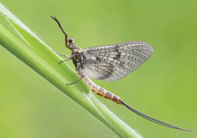 Как вырастить виргинскую подёнку: сорта, применение