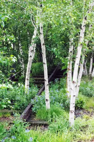 Растение ясменник