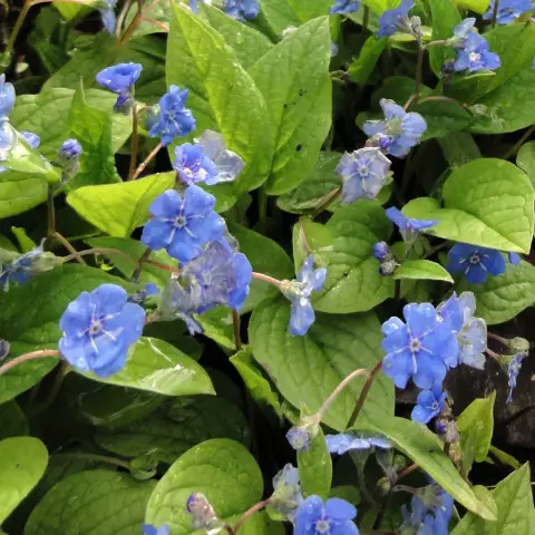 Omphalodes verna, превосходное почвопокровное растение