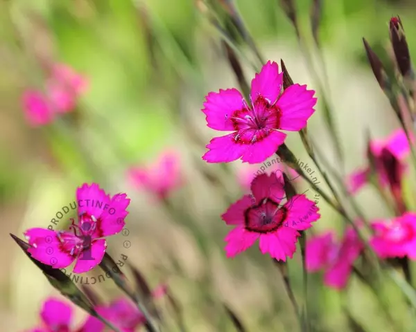 Гвоздика дельта 'Leuchtfunk' (Dianthus deltoides 'Leuchtfunk')