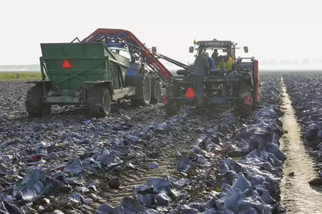 Собираем «Бременскую» капусту