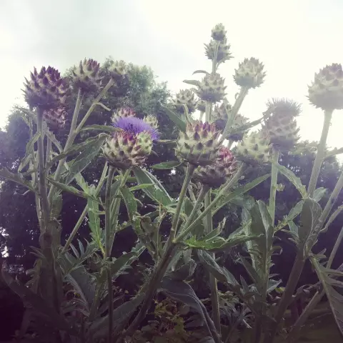 Севооборот: артишок