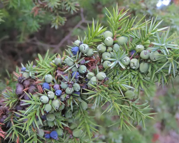 Берегите можжевельник