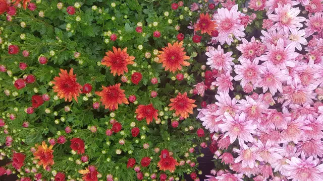 Не пропустите цветы