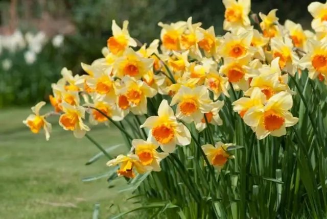 Уход за нарциссами