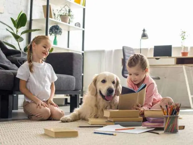 Почему золотистые ретриверы - идеальная семейная порода