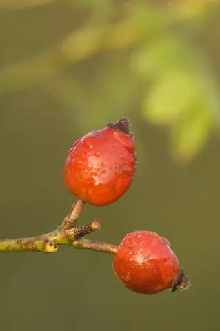 Где на плодах расположены семена малины?