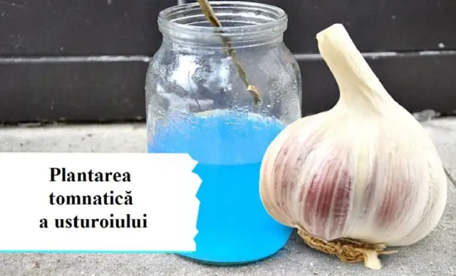 Как и когда сажать чеснок